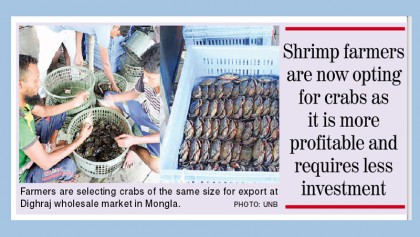 Crab farming gaining popularity in Khulna among farmers 