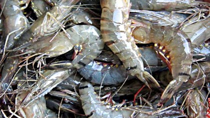 Shrimp farming in Bagerhat braces for huge losses