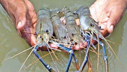 Shrimp exporters worried over malpractices