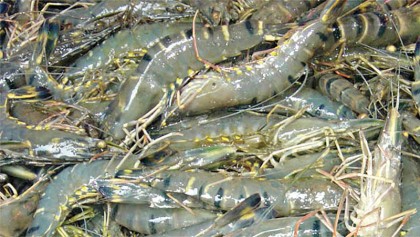 Shrimp export declines drastically
