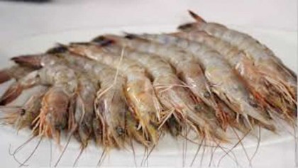 New method to manage traceability in shrimp launched 