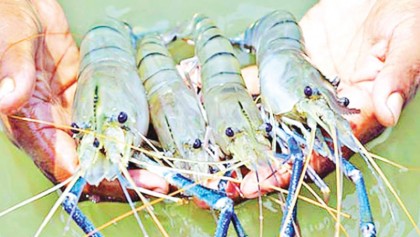 Slump in shrimp exports sparks concerns