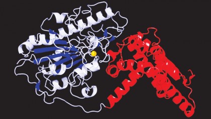 Superbug-shielding protein ‘unmasked’ 
