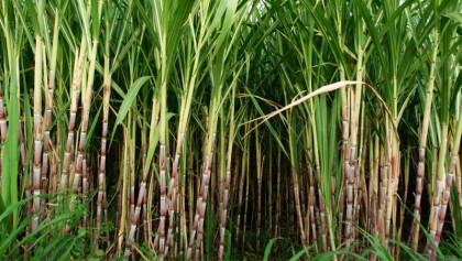 ‘Promote modern technologies to boost production’