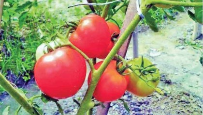 Summer tomato farming brings smile to poor couple 