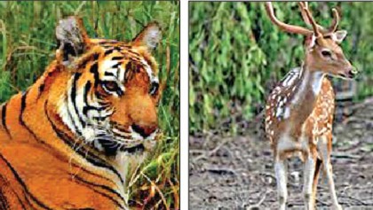 Forest deptt detects 475 poachers in Sundarbans