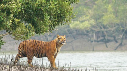 Sundarbans has Tk 18,816cr carbon reserve