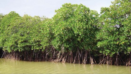 Can Sundarbans be saved if there is no Rampal Plant?
