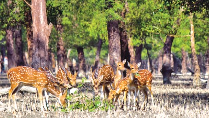Sundarbans wildlife gets extended sanctuary