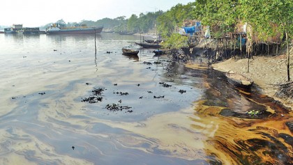 Unfortunate decline of 
tigers in the Sundarbans