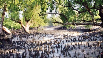 Saving the Sundarbans