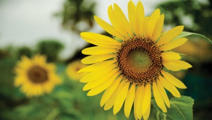 Sunflower production in changing climate: Insights from farmers field laboratory