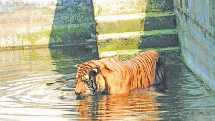 Sweltering heat leaves country gasping