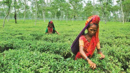 Tea production up by 12m kg