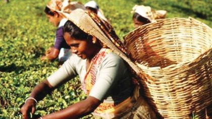 Reviving the tea industry 