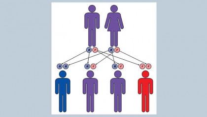 Thalassemia: an incurable disease 