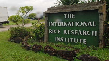 IRRI-ACI tie up to modernise rice production