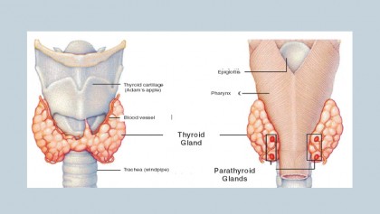Thyroid fact sheet for women