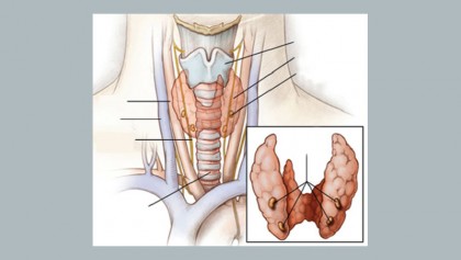 Thyroid gland disorders