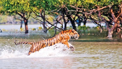 Tiger Census Begins In South Asia
