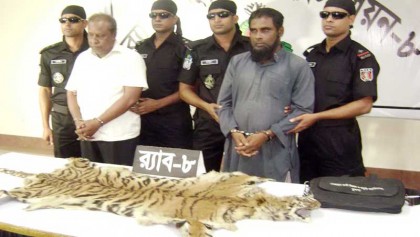 2 held with tiger skin