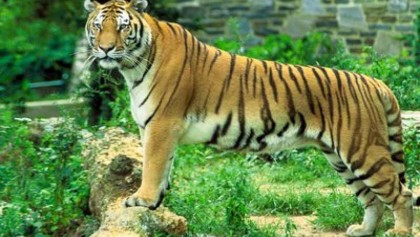 Sundarbans tiger population rapidly falls to 106: Census 