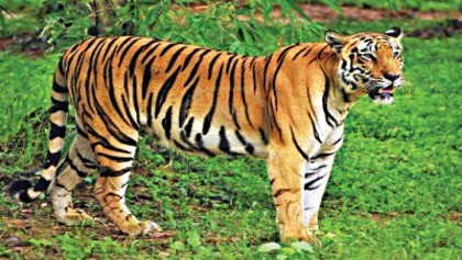 Climate change threatens to wipe out tiger population in the Sunderbans
