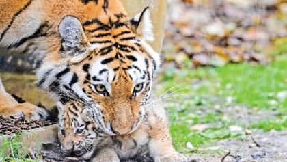 Over 100 tigers ‘killed, trafficked’ each year