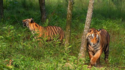 Training begins to install cameras in Sundarbans for tiger survey