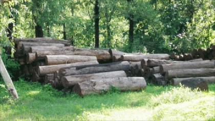 Stop timber smuggling to protect forests  