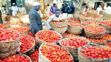 Nigeria facing ‘tomato Armageddon’
over crop infestation