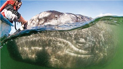 Instead of harpoons whales must now contend with tourists 