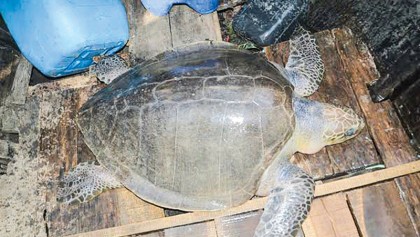 Two rare turtles recovered, freed in Kirtankhola River