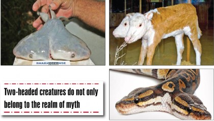 The two-headed creatures that may have inspired Hydra