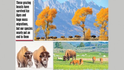 Bison had survived for 2 million years until humans arrived
