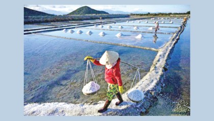 Vietnam salt farmers battered 
by imports, climate