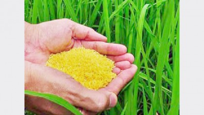 Vitamin A-enriched rice to be released soon