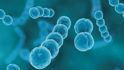 WHO on infectious diseases