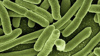 Waterborne diseases reduce in rural areas 