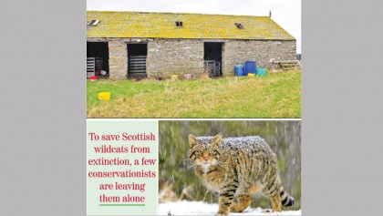 Scotland is home to small 'tigers', but maybe not for long
