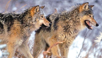 When wolves return to the wild, everything changes
