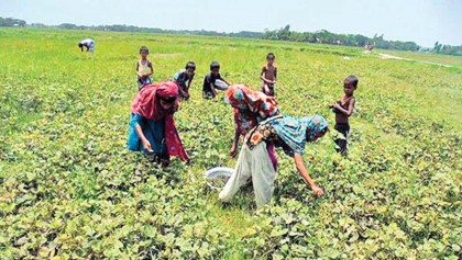 Good yield of black lentil expected