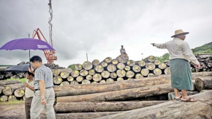 China ire as Myanmar jails scores for illegal logging