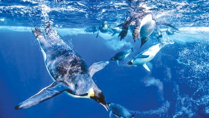 World’s longest penguin dive  recorded