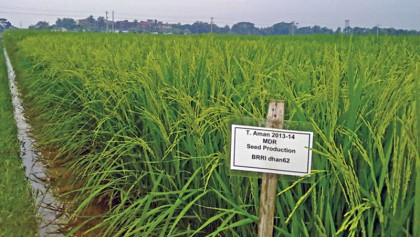 Zinc-enriched rice increases disease resistant capacity: Experts