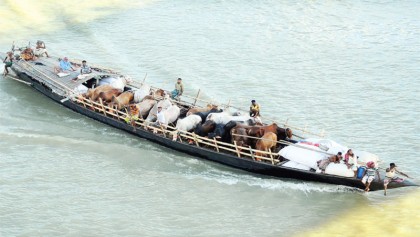 The world’s strongest animal can lift staggering weights