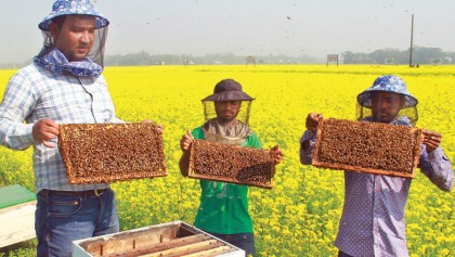 Expanding apiculture