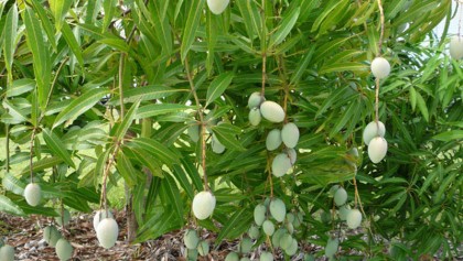 Massive mango blooming predicts excellent yield 