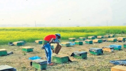 Mustard boon for beekeepers