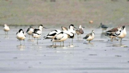These tiny birds are common in London but nobody knows why